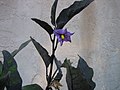 Квітка японського баклажану