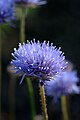 Jasione (Campanulaceae)