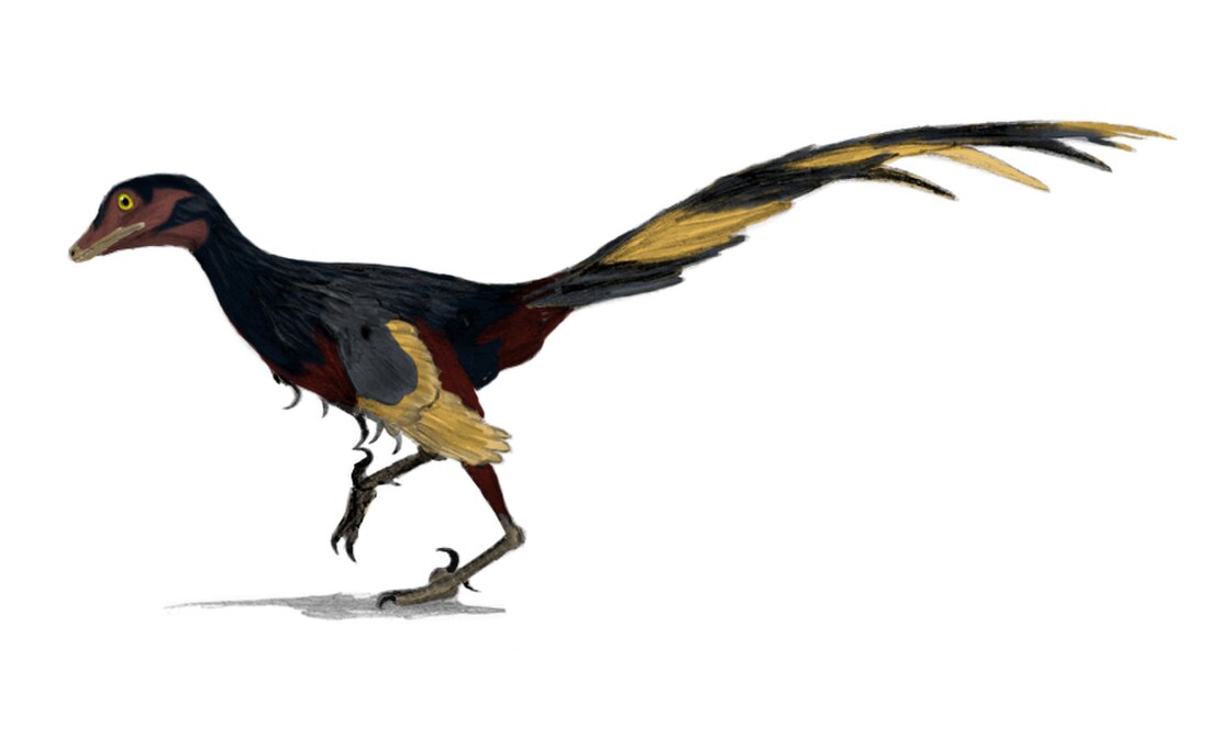 File:Jinfengopteryx wiki.jpg