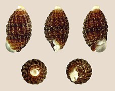 Joculator caliginosus, shell