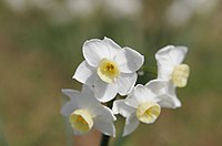 This Bokeh example of simplicity focuses on the flowers, without extraneous background detail. Jonquil flowers at f5.jpg