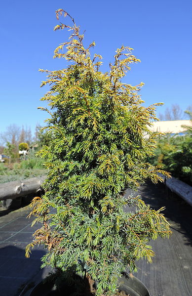File:Juniperus communis Suecica Aurea kz1.JPG