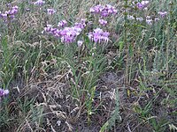 Jurinea multiflora