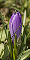 Purple crocus, from my backyard. Photographed on March 25, 2007 in unincorporated Cook County, Illinois.