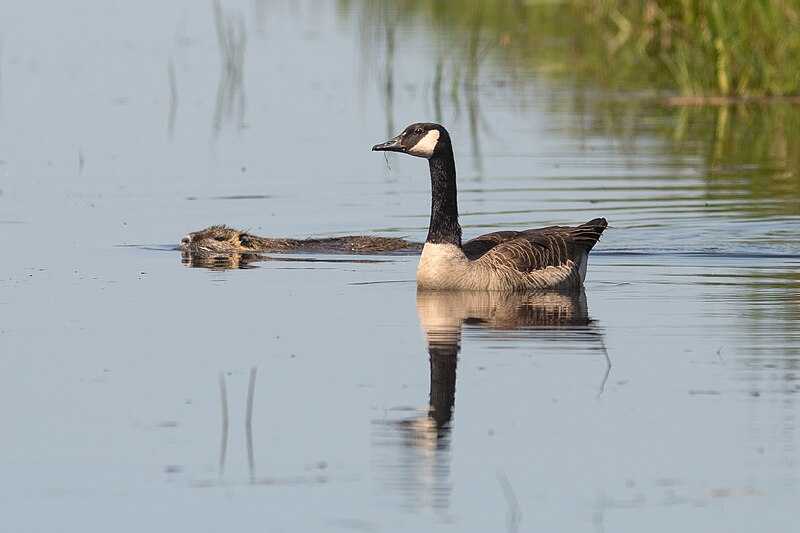 File:Kanadagans und Nutria im westlichen Hollerland auf Wasser (Bremen).jpg