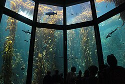 Visitors of the aquarium gaze up through large windows into the 28-foot-tall Kelp Forest exhibit, containing giant kelp and a few schools of fishes