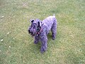 Chienne Kerry blue terrier