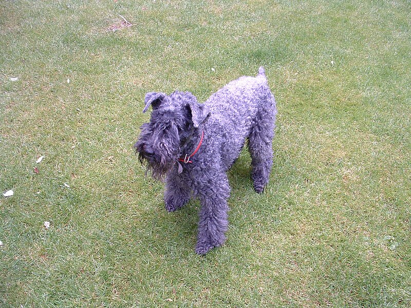 Kerry blue terrier 052004.JPG