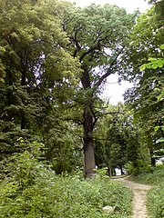 Kiev Golosiivsky Forest Oak 070630.jpg