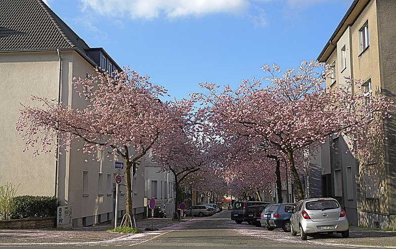 File:Kirschblüte in der Moltkestraße, Dortmund - panoramio.jpg