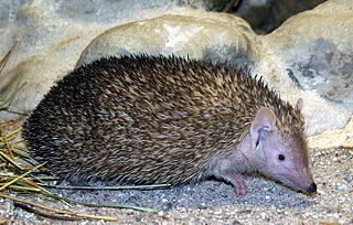 Lesser hedgehog tenrec Species of mammal