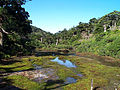 Kohananoego (high altitude wetland)