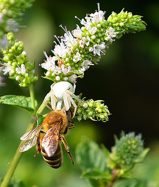 File:Krabbenspinne mit Bienenopfer.jpg