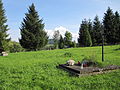 English: Old cemetery near Greek Catholic church in Krościenko Polski: Stary cmentarz przy dawnej cerkwi