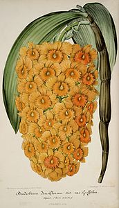 plate 101 Dendrobium densiflorum