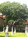 Schwarznuss als Naturdenkmal im Innenhof des St. Annen-Museums