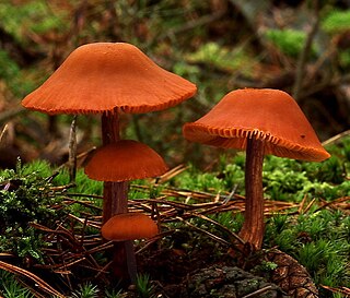 <i>Laccaria laccata</i> species of fungus