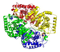Lactate dehydrogenase M4 (muscle) 1I10.png