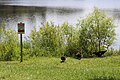 Muscovy ducks