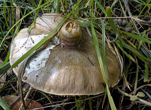 Abbozzo di lamelle sopra il cappello di un fungo Volvopluteus