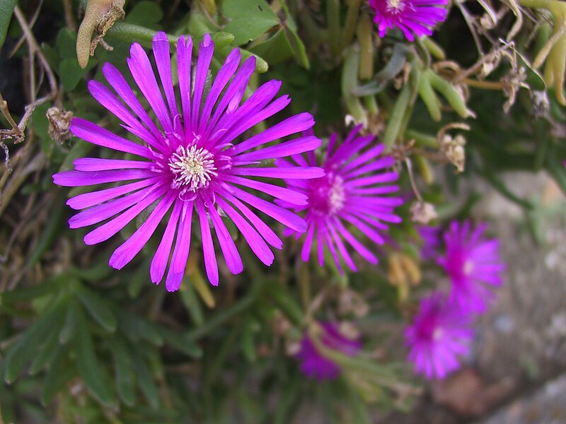 File:Lampranthus spectabilis.jpg