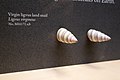 Land snail shells (48300636856).jpg