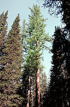 Tree, with Abies lasiocarpa either side. Malheur National Forest, Oregon