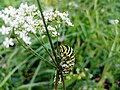 Thumbnail for File:Larva Papilio machaon Shumarovo 03.08.2021.jpg