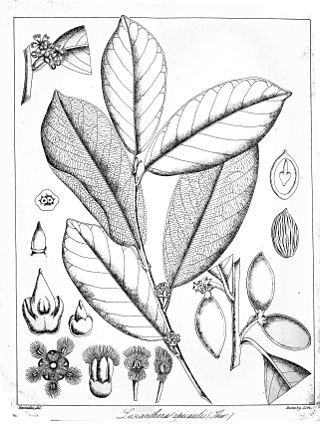 <i>Stemonurus</i> Genus of plants