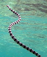 În comparație: adderul cozii plate (stânga) și prada sa, anghila șarpe inelară (Myrichthys colubrinus, dreapta).