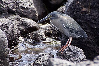 <span class="mw-page-title-main">Green-backed heron</span> Index of animals with the same common name