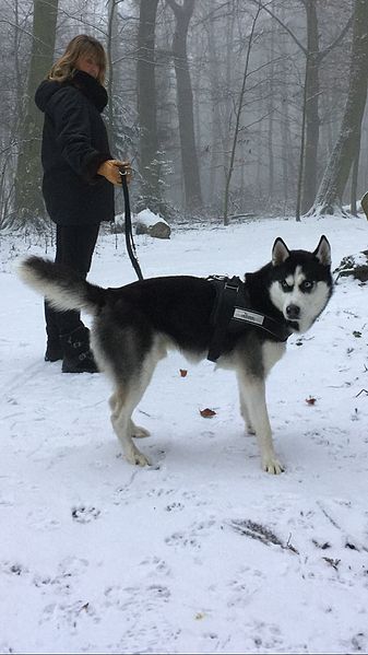 File:Leïko in snow.jpg