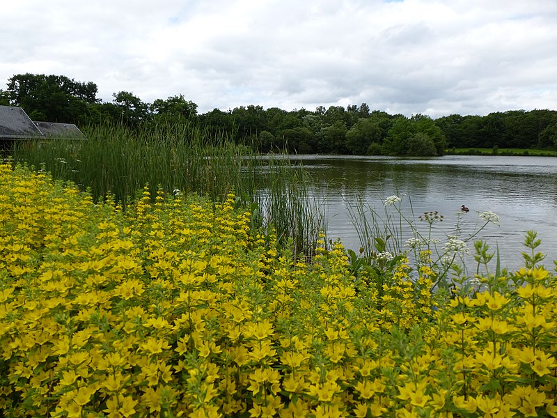 File:Le parc des gayeulles - panoramio (6).jpg