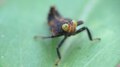 File:Leafhopper Nymph (Coelidia).webm