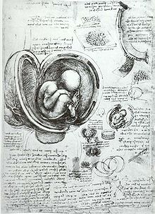 This drawing by Leonardo da Vinci of a foetus in the womb is one of many detailed anatomical drawings by the artist Leonardo da Vinci Studies of Embryos.jpg