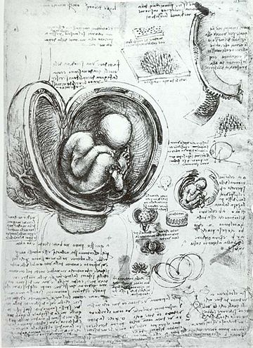 File:Leonardo da Vinci Studies of Embryos.jpg