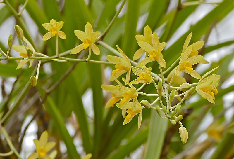 File:Leopard Orchid (Ansellia africana) flowers (32327557676).jpg