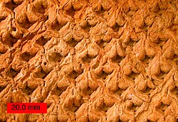 External mold of Lepidodendron from the Upper Carboniferous of Ohio. LepidodendronOhio.jpg