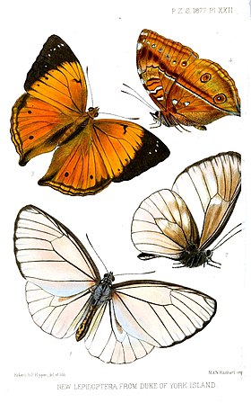 Ilustrações por R. H. F. Rippon, retiradas dos Proceedings of the Zoological Society of London (1877), contendo D. browni, da Melanésia, acima, em vista superior e inferior; a borboleta branca abaixo pertence ao gênero Euploea.