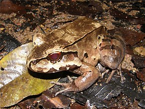 Descrierea imaginii Leptodactylus pentadactylus.jpg.