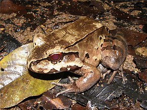 A kép leírása Leptodactylus pentadactylus.jpg.