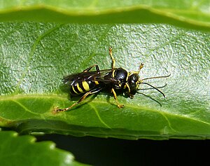 Lestiphorus (Gorytes) bicinctus (35484397903) .jpg