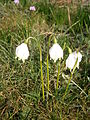 Leucojum vernum