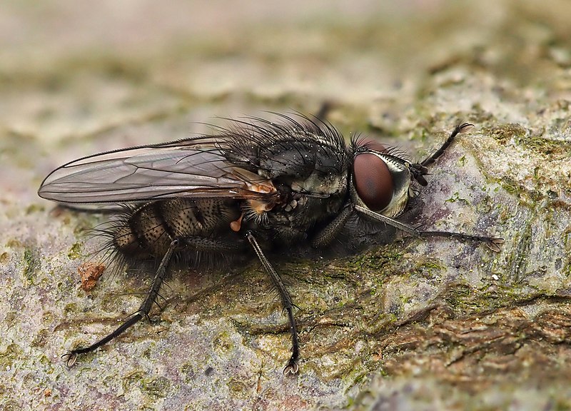 File:Leucophora obtusa ♂, Parc de Woluwé, Bruxelles (49707659748).jpg