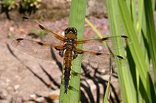 Four-spotted chaser Libellula quadrimaculata 01.jpg