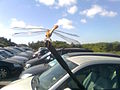 Libellula sull'antenna della mia auto.jpg