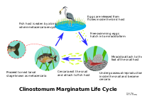 Life cycle of the parasitic fluke Clinostomum marginatum, commonly called the yellow grub