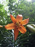 Miniatura per Liliaceae