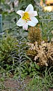 Lilium longiflorum