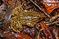 Limnonectes isanensis, Isan big-headed frog - Phu Kradueng National Park